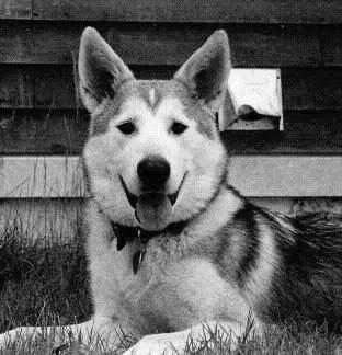 Obituary of a  Wonder Dog